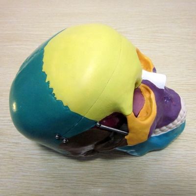Модель скелета человеческого жизненного размера Кости Модель черепа головного мозга для медицинского исследования