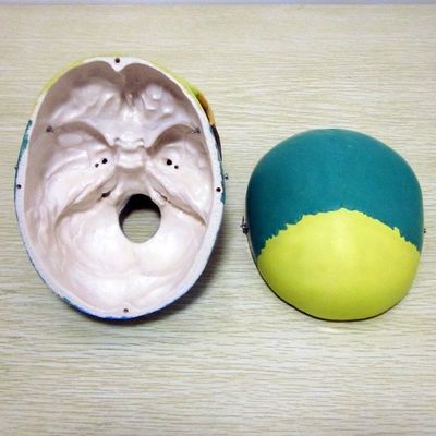 Модель скелета человеческого жизненного размера Кости Модель черепа головного мозга для медицинского исследования