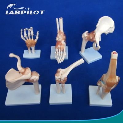 Подробные модели костных суставов человека для обучения плечо локоть бедро колено рука и фу