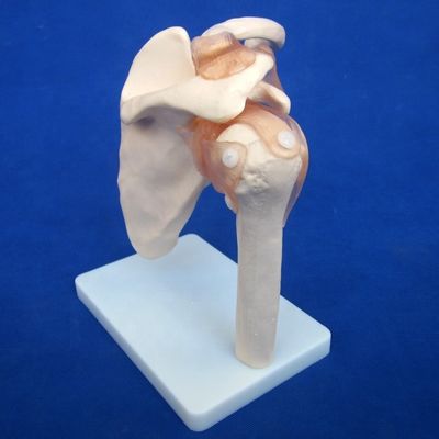 Подробные модели костных суставов человека для обучения плечо локоть бедро колено рука и фу