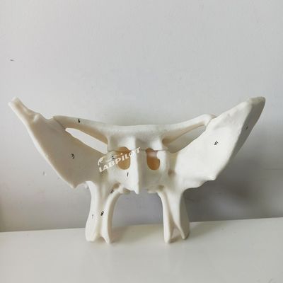 Усиленная тревожная кость Сфеноидная кость Детальные анатомические структуры Модель для медицинского исследования
