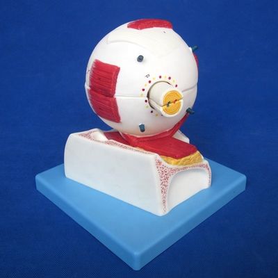 Образовательная модель глазного яблока