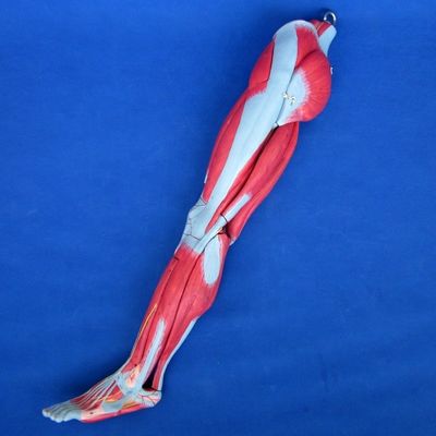Анатомические мышцы ног Учебная модель с 10 частями Мышцы нижних конечностей Демонстрация