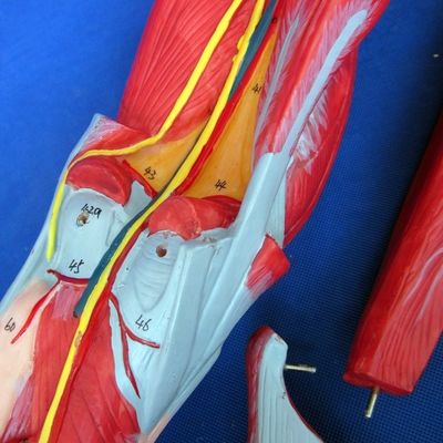 Анатомические мышцы ног Учебная модель с 10 частями Мышцы нижних конечностей Демонстрация