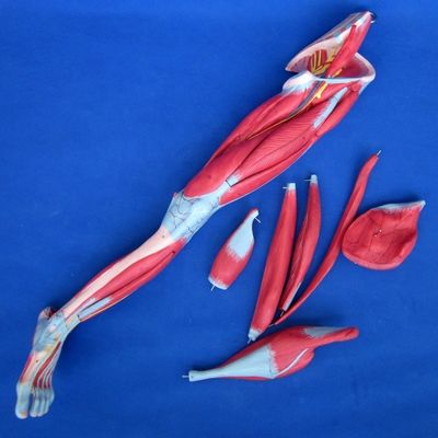Анатомические мышцы ног Учебная модель с 10 частями Мышцы нижних конечностей Демонстрация