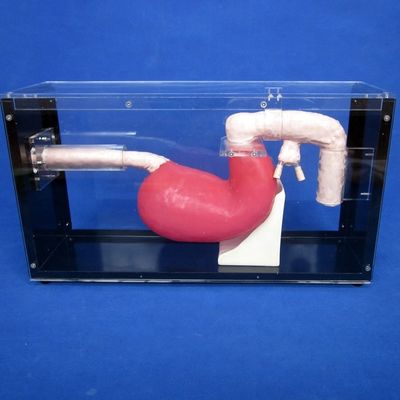 Гастроскоп человеческого размера Гастроскоп и ERCP для обучения анатомии желудочно-кишечного тракта