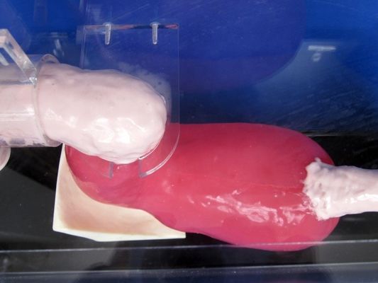 Гастроскоп человеческого размера Гастроскоп и ERCP для обучения анатомии желудочно-кишечного тракта