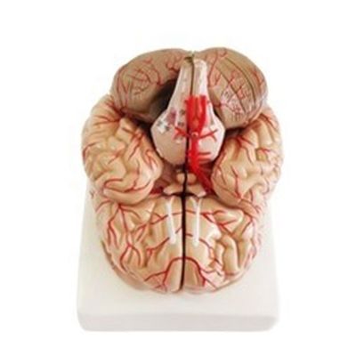Анатомическая модель для отображения анатомии ствола мозга Медицинский полушарийный учебный инструмент