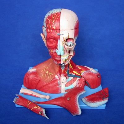 Медицинское исследование Продвинутый ПВХ Человеческая голова Мышцы нервы и мозг Анатомическая модель туловища