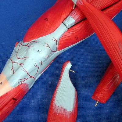Разъемные мышцы нижних конечностей Медицинская модель Продвинутый ПВХ для образования анатомии