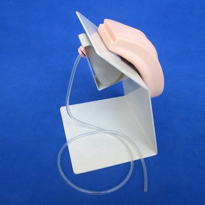 Предмет Медицинская наука Жизненные женские половые органы Обучение Модель мочевого пузыря для катетеризации
