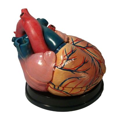 Главный выбор больниц 3D-модель анатомии человеческого сердца для детального и точного обучения