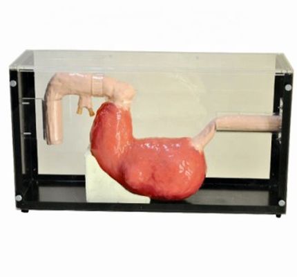 Усовершенствованное гастроскопическое исследование и модель обучения ERCP для травм желудочно-кишечного тракта