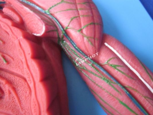 Человеческая иммунная система Анатомическое обучение Модель 3D симулятор для лимфатической системы органа