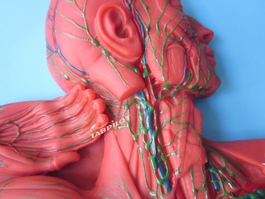 Человеческая иммунная система Анатомическое обучение Модель 3D симулятор для лимфатической системы органа