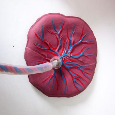 Усовершенствованный манеклон для малышей из ПВХ для медицинских работников