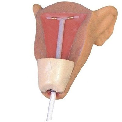 Демонстрация заботы о пациентах Компактный портативный IUD Учитель по введению для медицинской науки