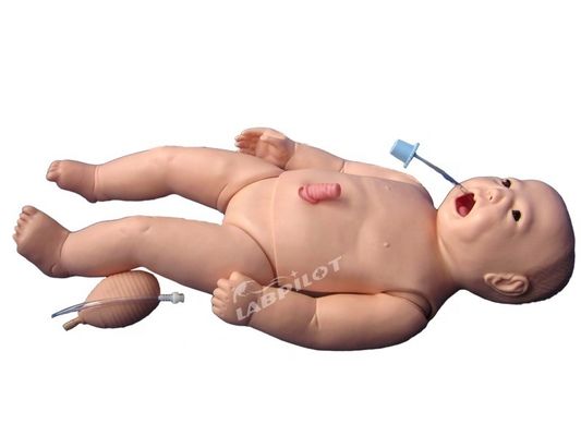 ACLS Неонатальная медицинская помощь Манекен Человеческая жизнь Размер предмета для преподавания медицинских наук
